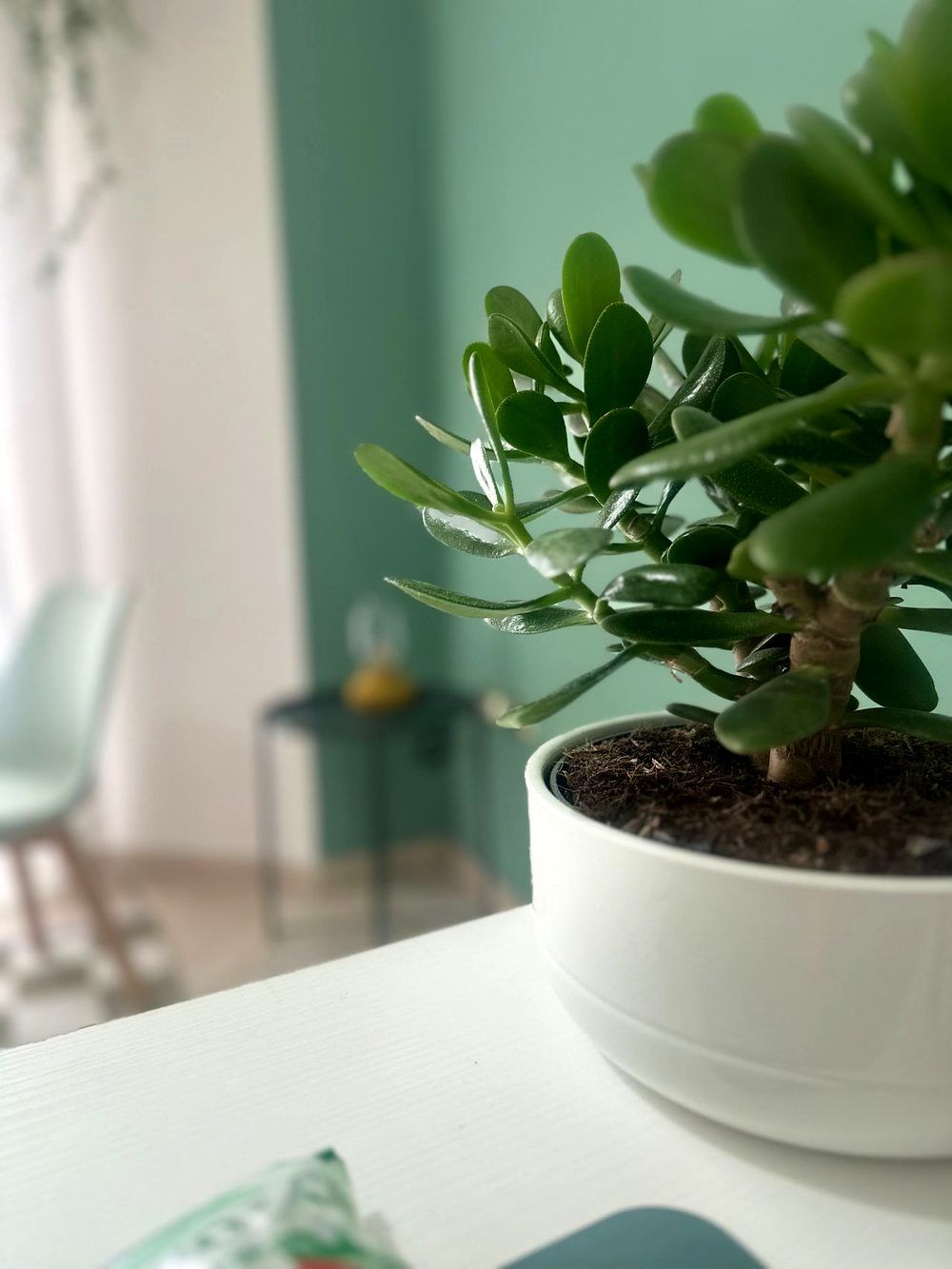 Una pianta grassa nello studio — simbolo di ciò che rinasce e cresce